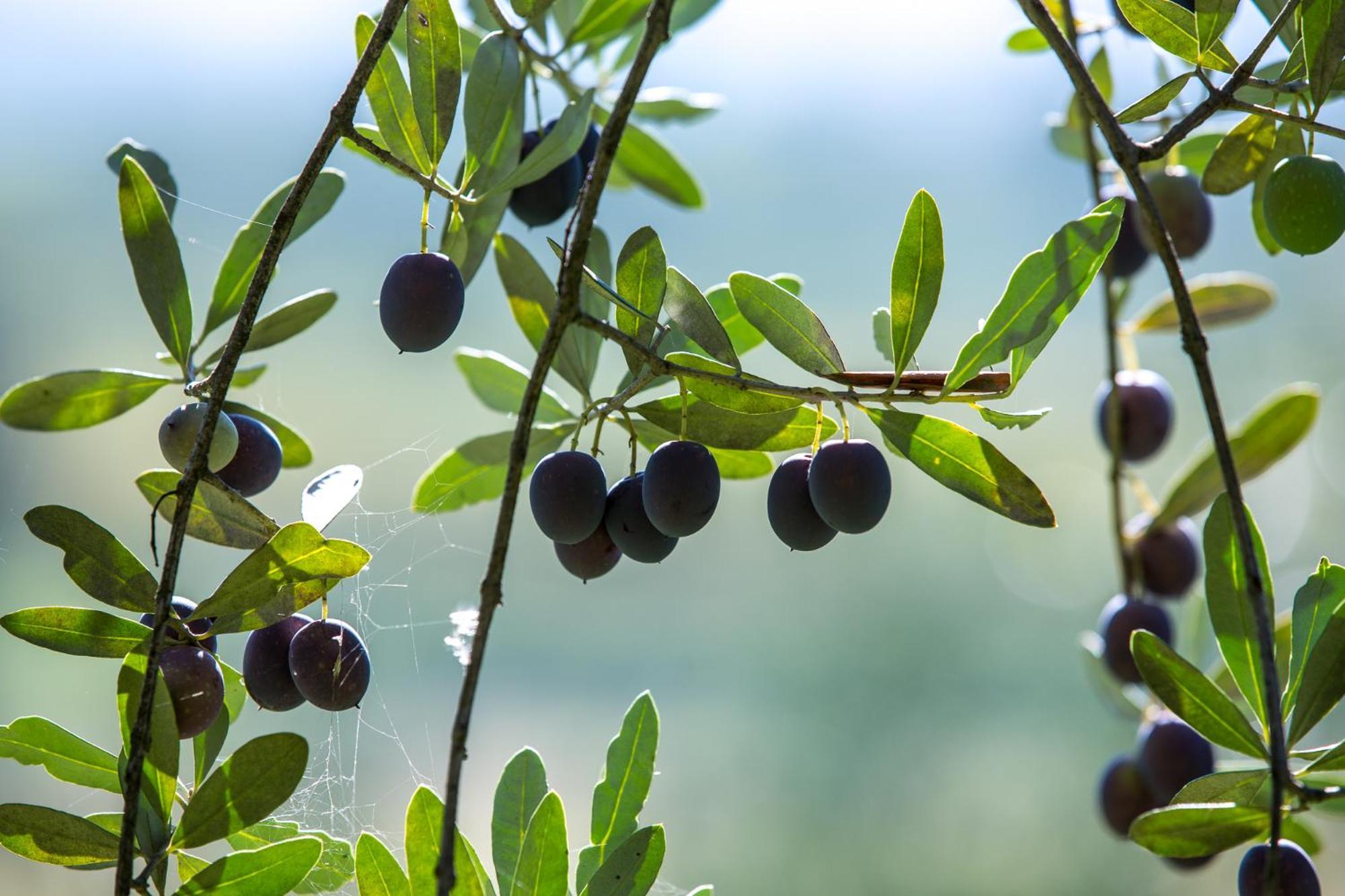 Azienda Agricola Moschioni Cividale Del Friuli Bagian luar foto