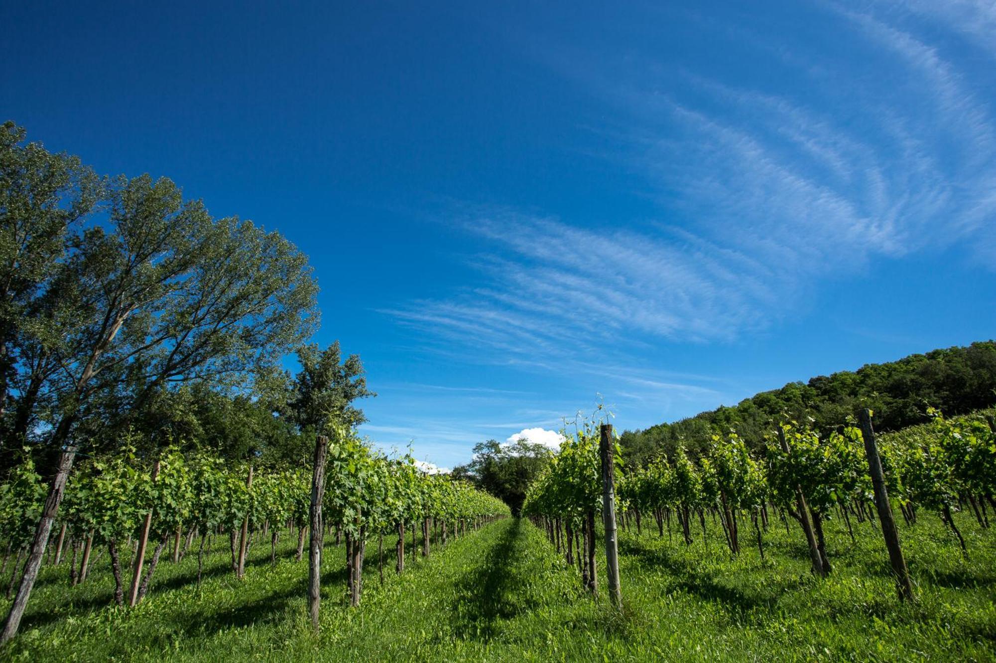 Azienda Agricola Moschioni Cividale Del Friuli Bagian luar foto