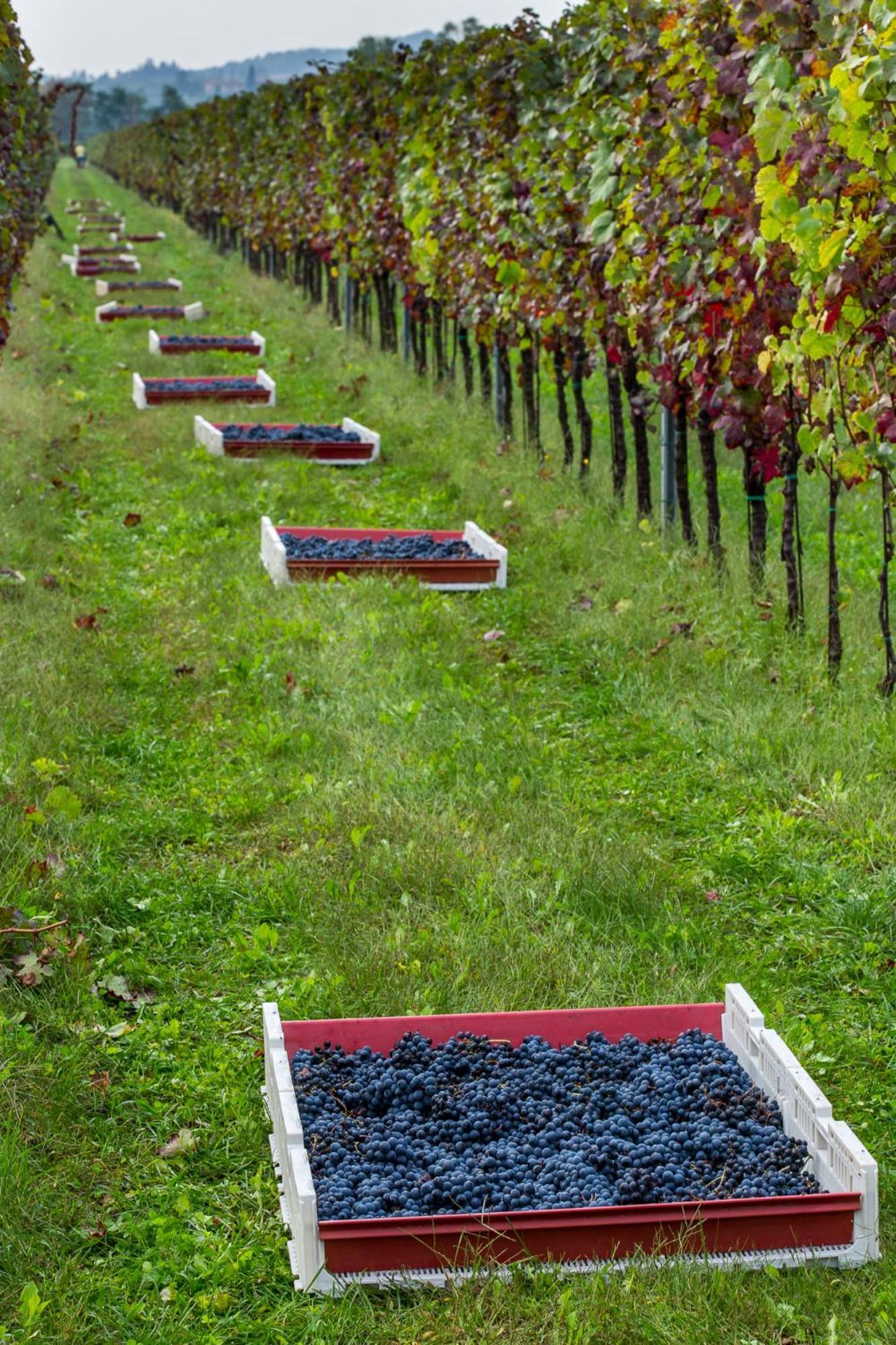 Azienda Agricola Moschioni Cividale Del Friuli Bagian luar foto