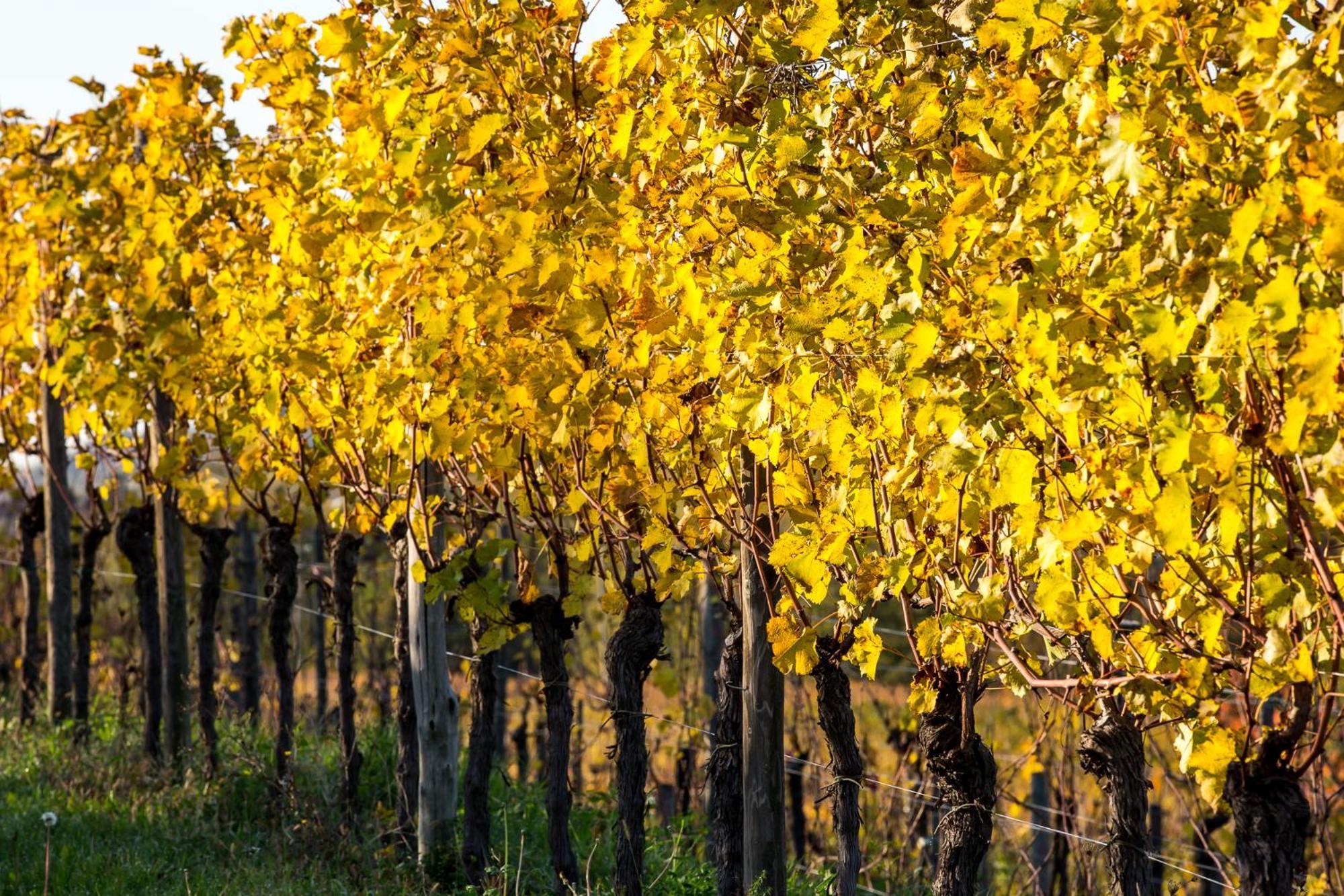 Azienda Agricola Moschioni Cividale Del Friuli Bagian luar foto